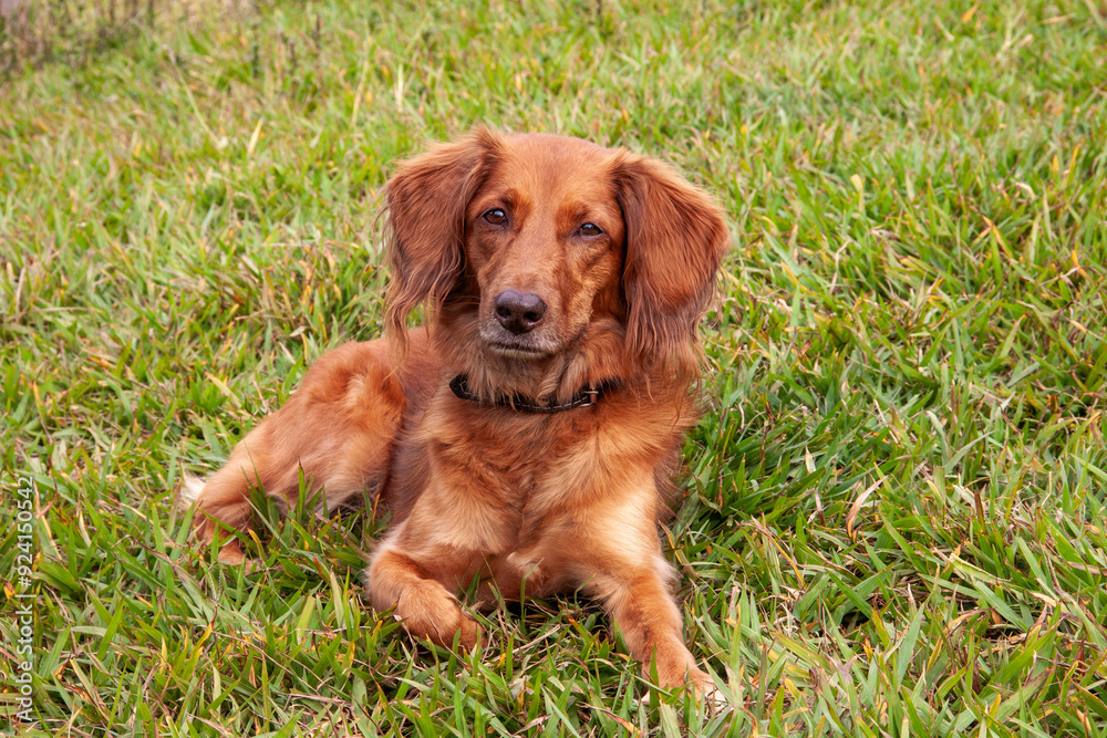 cute reddish brown dog lying on the green grass cute reddish brown dog lying on the green grass