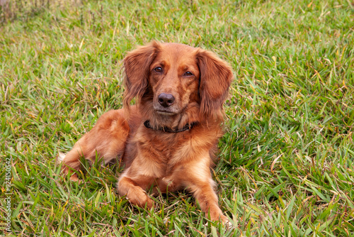 cute reddish brown dog lying on the green grass