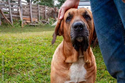 adorable brazilian mastiff with man 