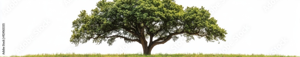 Fototapeta premium Emerald Oak Isolation: A Majestic Green Oak Tree Center Stage on a Pristine White Background, Exuding Natural Elegance
