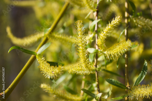 Golden Willow Catkins on a Bright Spring Day