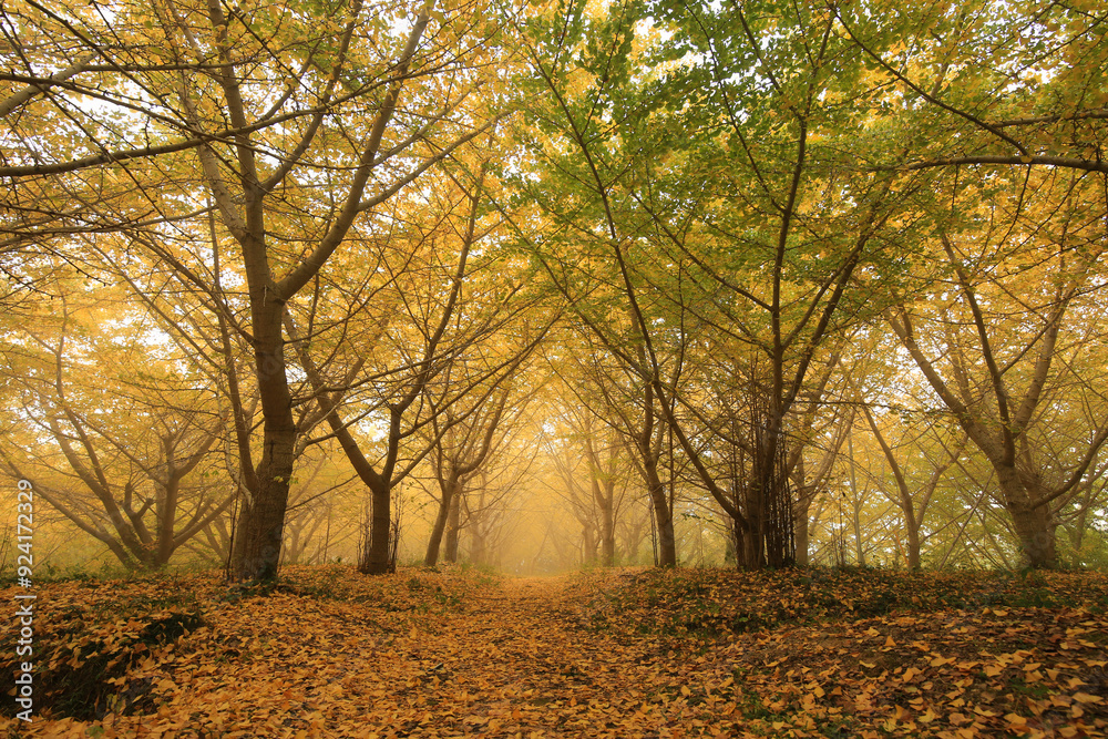 Fototapeta premium 愛媛県内子町 龍王公園 早朝のイチョウ並木