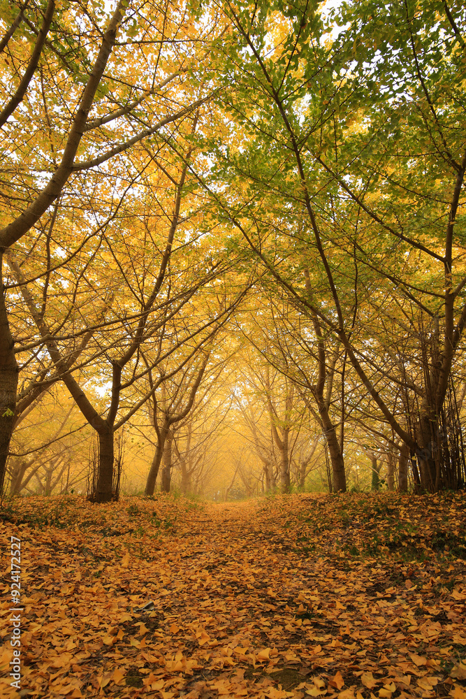 Fototapeta premium 愛媛県内子町 龍王公園 早朝のイチョウ並木