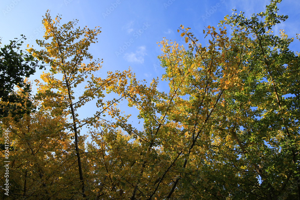 Fototapeta premium イチョウと青空