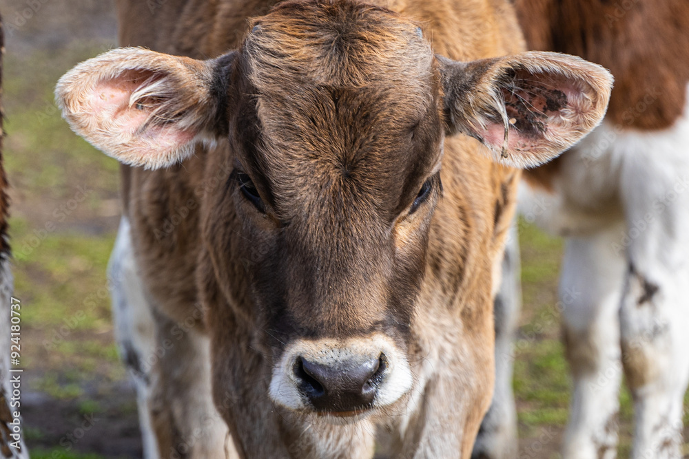 Brown cow grazing on an eco-farm promoting sustainable and natural living practices in a serene environment Brown cow grazing on an eco-farm promoting sustainable and natural living practices in a serene environment