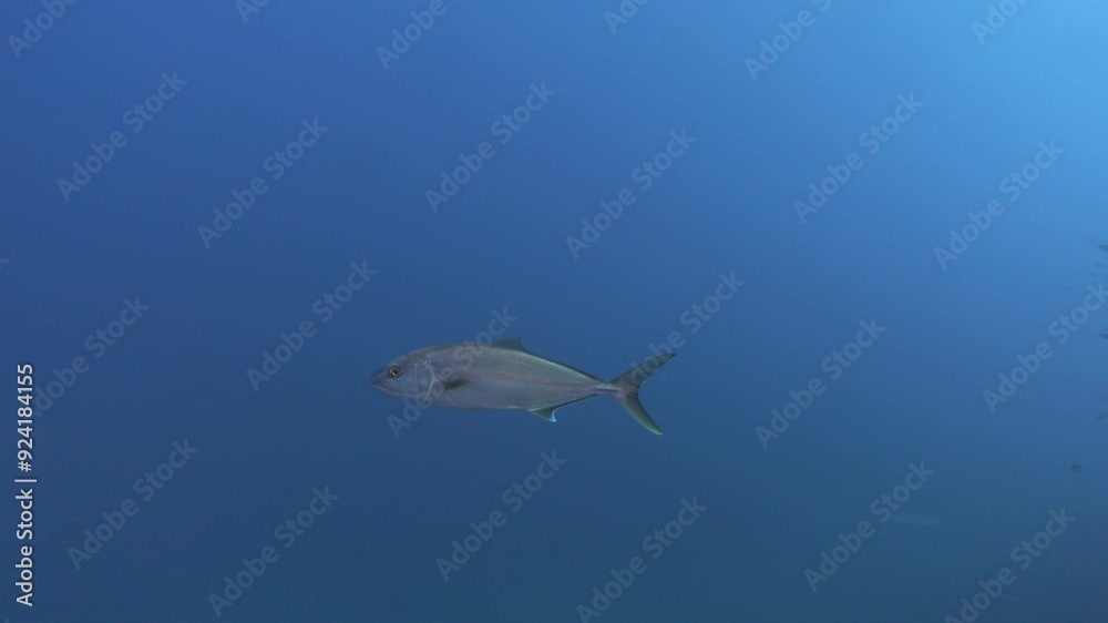 Marine life - Alone jack fish swimming in a Mediterranean Sea reef Marine life - Alone jack fish swimming in a Mediterranean Sea reef