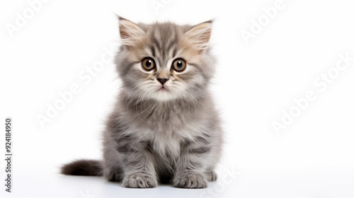 Persian Kitten Portrait: Soft Fur, Curious Eyes, White Background