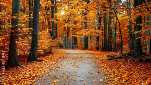 Autumn forest with orange trees and foilage, motion landscape video 