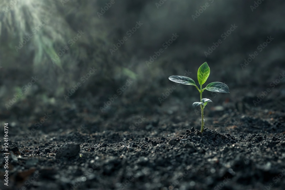 Close-up small plant growing soil has two leaves Young sprout in Close-up small plant growing soil has two leaves Young sprout in