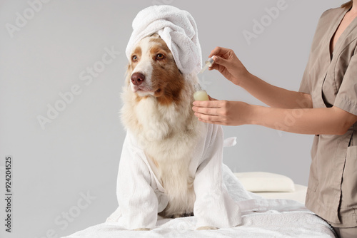 Photography Cute Australian Shepherd dog on couch and woman with cosmetic oil against grey b