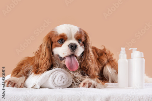 Cute cavalier King Charles spaniel with cosmetic products lying on couch against beige background