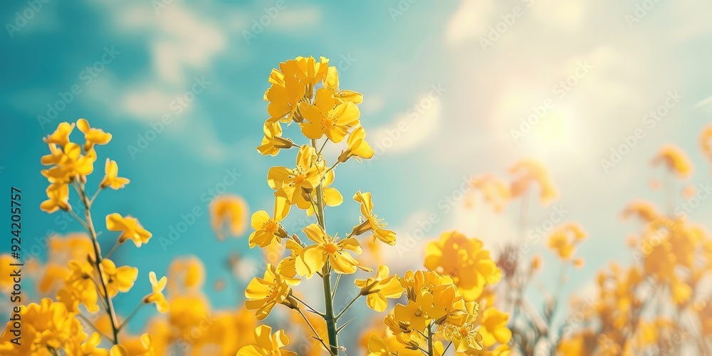 Canola rapeseed plant with yellow flowers in a field against a blue sky Canola rapeseed plant with yellow flowers in a field against a blue sky