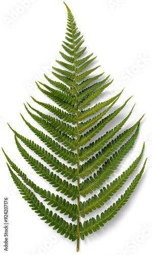 A single lush fern leaf rests flat, showcasing its detailed patterns and rich green color against a minimalistic white backdrop