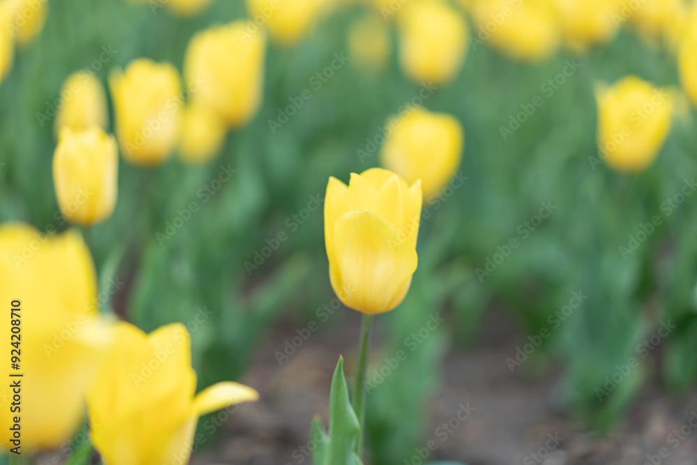 Obraz premium Yellow flowers background outdoor Spring season flowers Selective focus