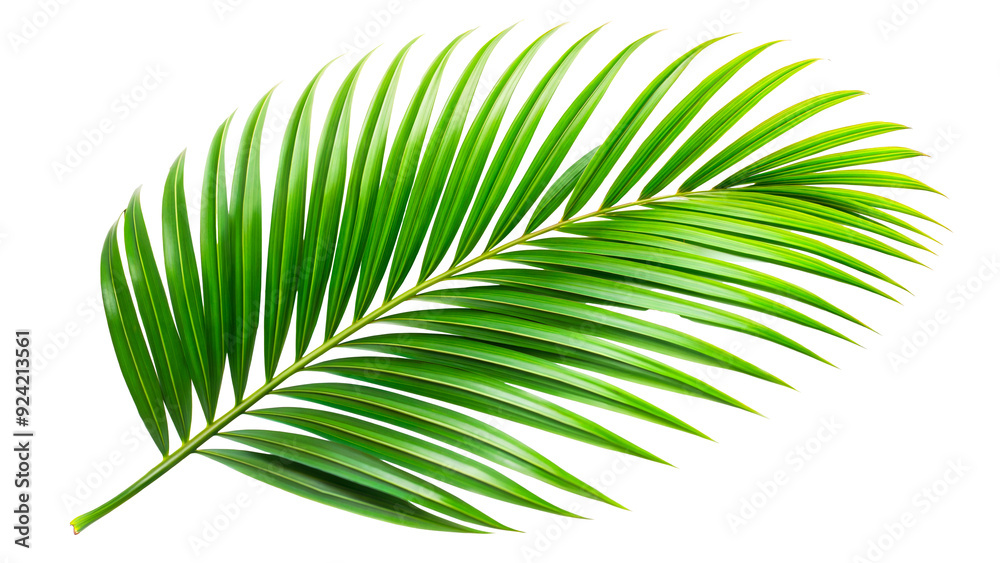 Green palm leaf with detailed texture and lines isolated on transparent background Green palm leaf with detailed texture and lines isolated on transparent background