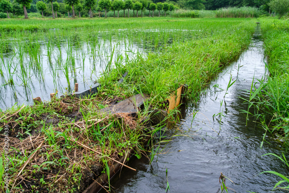 Fototapeta premium 田んぼの流れ