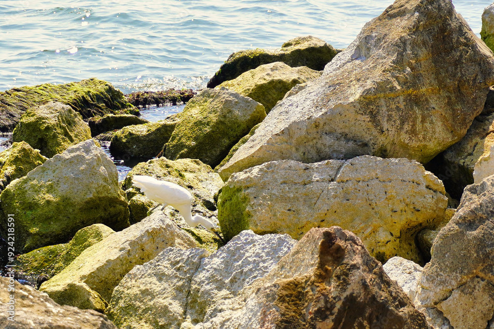 White coastal bird, walking around the rocks, next to the beach, on summer morning.