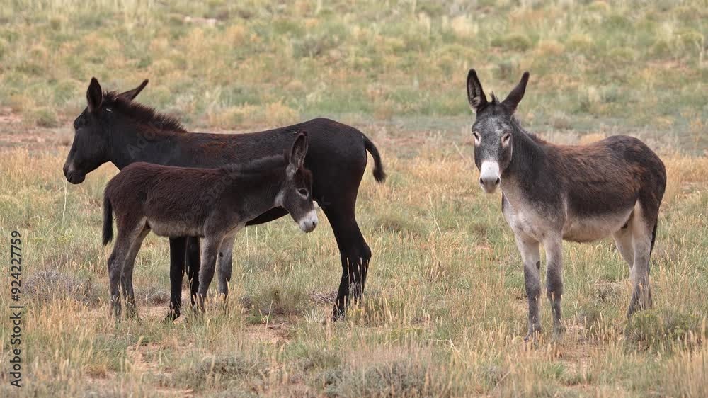 Wild burros in the San Rafael Swell through the Swasey HMA wilderness in Utah. Wild burros in the San Rafael Swell through the Swasey HMA wilderness in Utah.