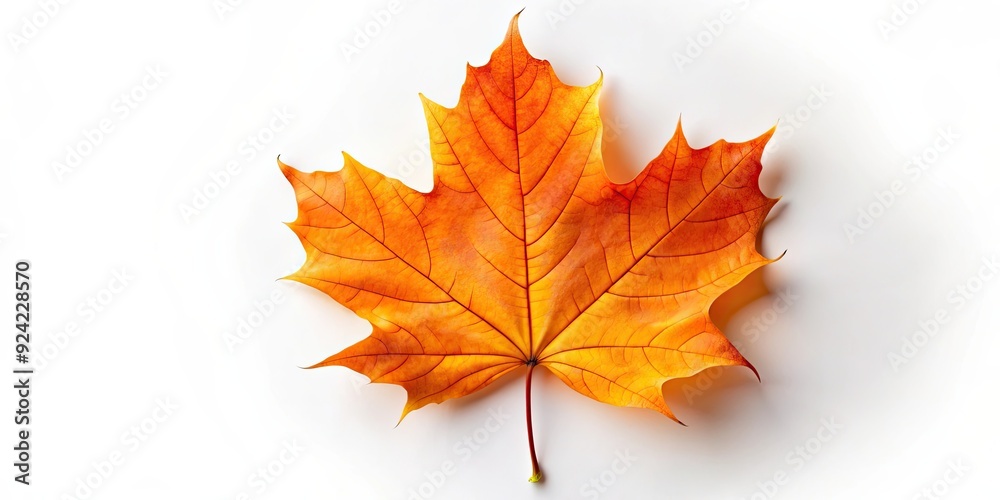 Obraz premium Orange maple leaf isolated on background, autumn, fall, dry leaf, foliage, nature, seasonal, vibrant, botanical