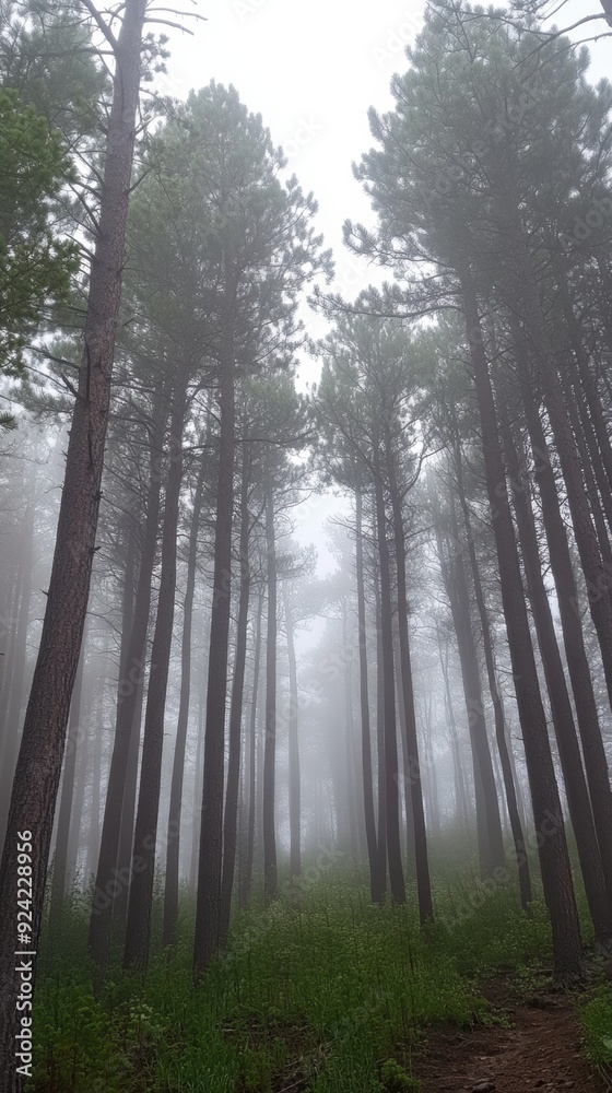 Fototapeta premium A forest with a foggy sky and trees in the distance, AI