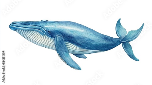 A watercolor painting of a blue whale, swimming with its mouth open, against a white background.