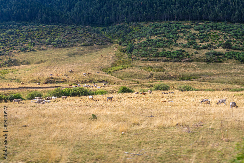 Cows of The Picos de Europa, a mountain range extending for about 20 km, forming part of the Cantabrian Mountains in northern Spain Cows of The Picos de Europa, a mountain range extending for about 20 km, forming part of the Cantabrian Mountains in northern Spain