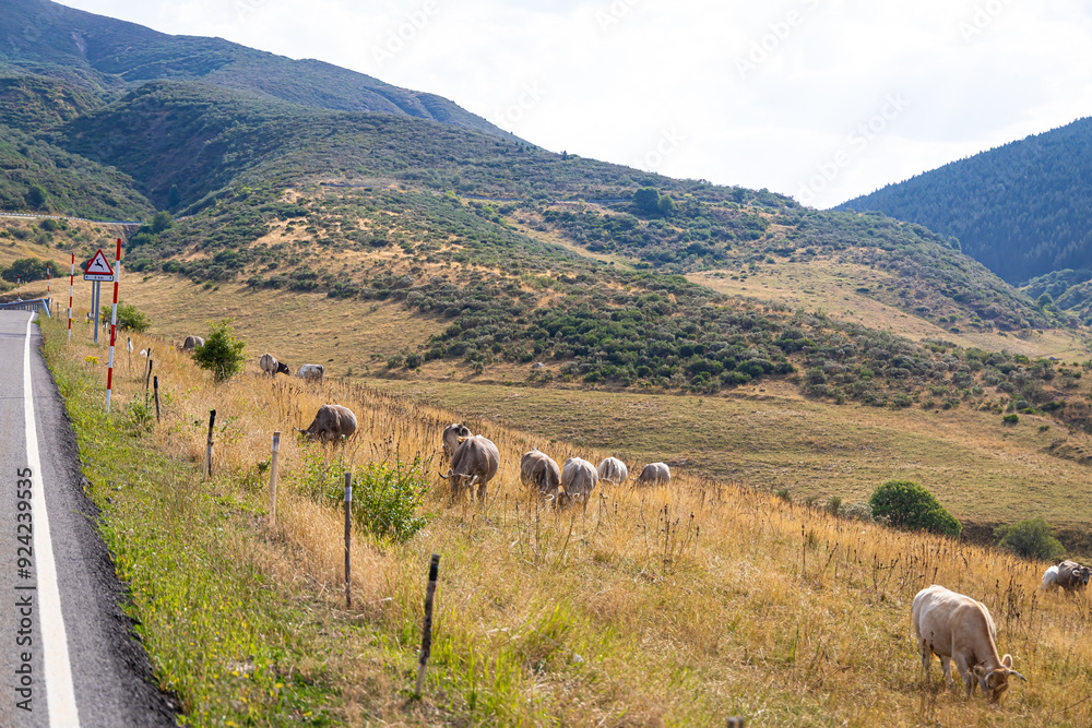 Fototapeta premium Cows of The Picos de Europa, a mountain range extending for about 20 km, forming part of the Cantabrian Mountains in northern Spain