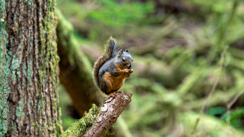 Squirrel with a nut in Olympic National Park Washington Squirrel with a nut in Olympic National Park Washington