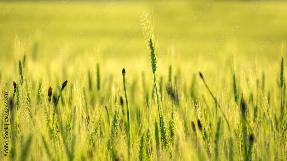 Wheat crop Palouse Washington farm hills Wheat crop Palouse Washington farm hills