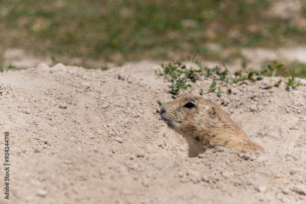 Gopher marmot ground squirrel near its hole Gopher marmot ground squirrel near its hole
