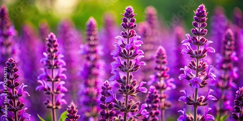 Close-up of vibrant purple sage flowers in full bloom  sage  bloom  purple  flowers  garden  plant  nature  herb  aromatic