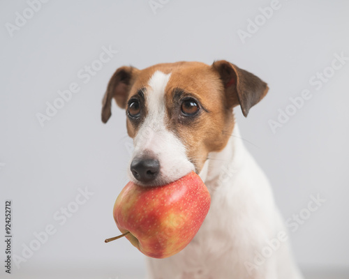Foto Portrait of a Jack Russell Terrier dog holding an apple on a white background