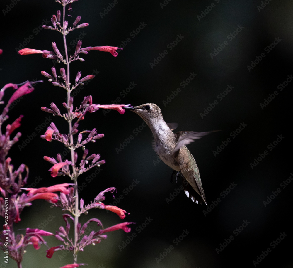 hummingbird with flowers