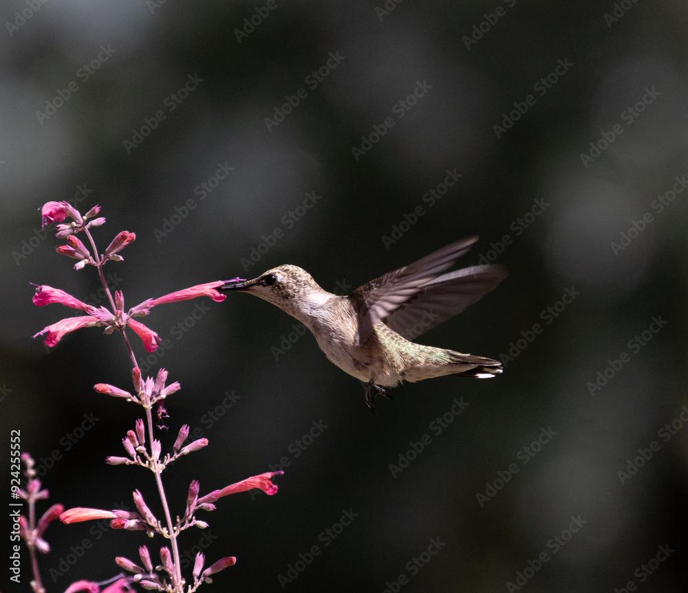 hummingbird with flowers