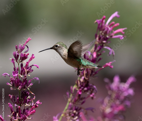 Obraz na płótnie hummingbird with flowers w salonie