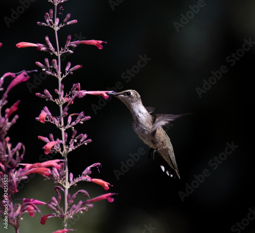Obraz na płótnie hummingbird with flowers w salonie
