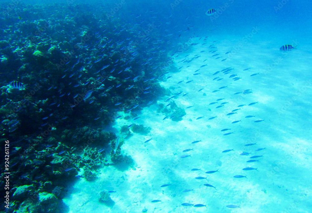 Fototapeta premium fish and coral reef in sahl hasheesh for banner background