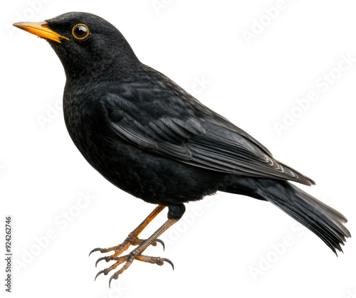 A black bird with orange beak standing on a white background, cut out - stock png.