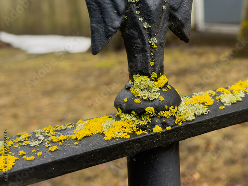 An antique black wrought iron fence with finials in a park. The finials have a curved center and two tips on either side. There's bright yellow lichen on the railing. The background has yellow grass. photo