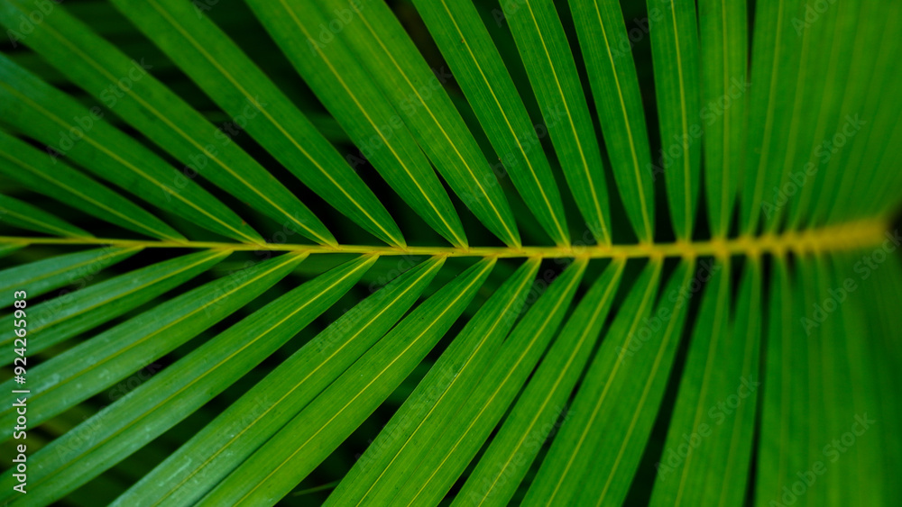 Yellow betel leaves with green color. Yellow betel leaves with green color.