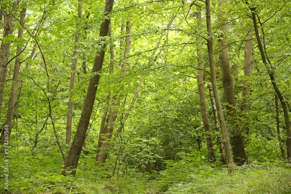 Fototapeta premium Beautiful green trees and plants growing in forest