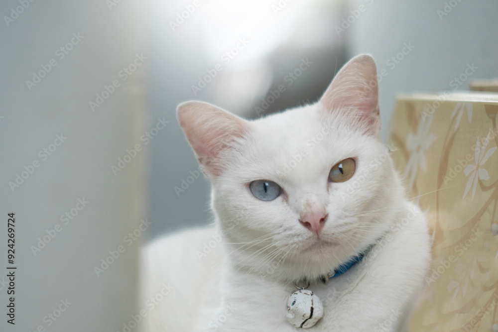 Khao manee Cat have diamond 2 colors on the eyes in nature background. Khao manee Cat have diamond 2 colors on the eyes in nature background.