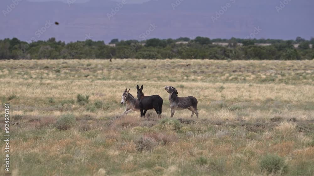Wild burros in the San Rafael Swell wilderness in Utah. Wild burros in the San Rafael Swell wilderness in Utah.