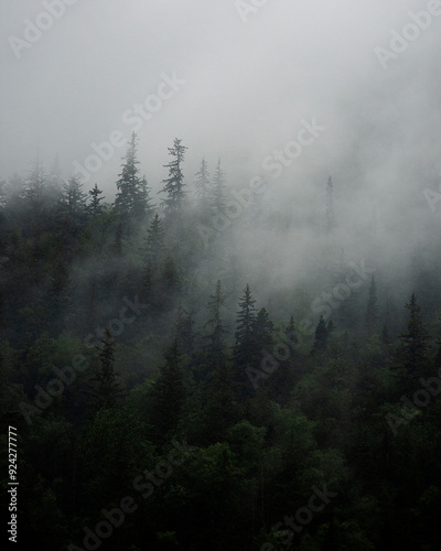 Misty Forest