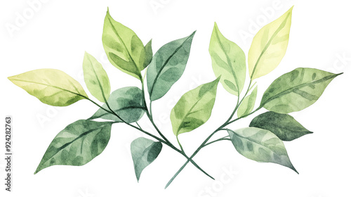 Watercolor Green Leafy Branch Illustration on White Background 