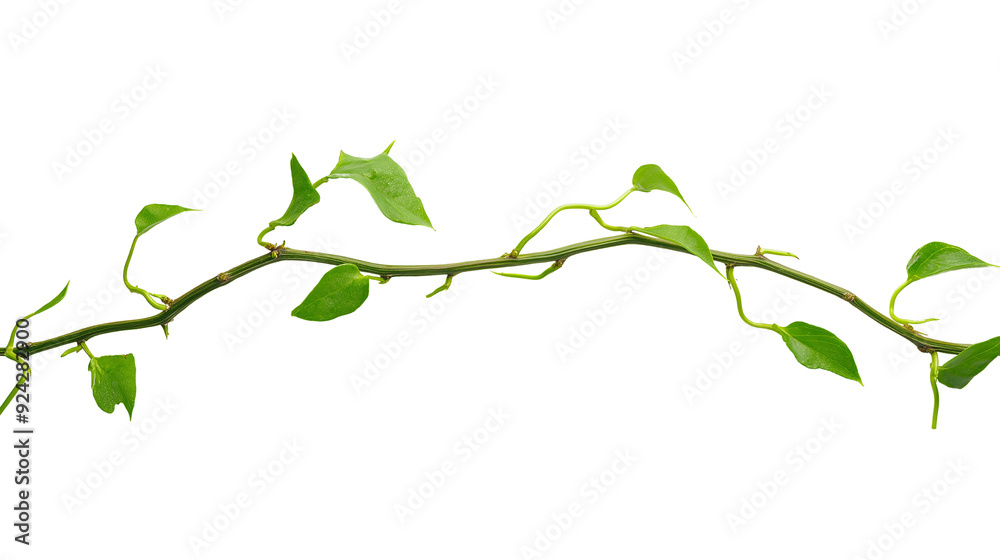 Green Vine with Heart-Shaped Leaves on White Background
