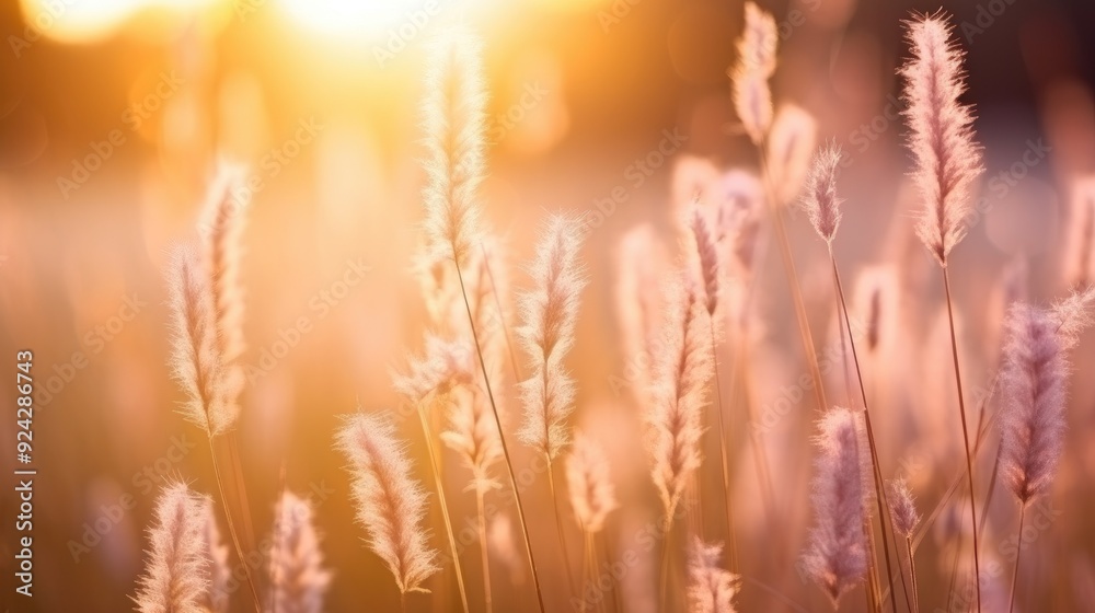 Soft focus of grass flowers with sunset light, peaceful and relax natural beauty Soft focus of grass flowers with sunset light, peaceful and relax natural beauty