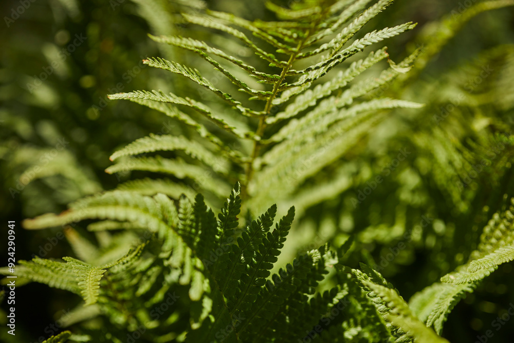 Φωτογραφία adult fern plant (Athyrium filix-femina) growing in the mountains of Cuneo, Pied