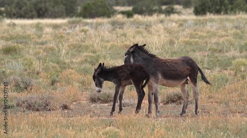 Wild burros in the San Rafael Swell through the Swasey HMA wilderness in Utah. photo