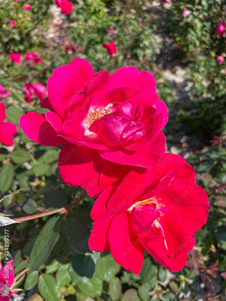 A pair of Champlain shrub roses (genus Rosa) in a lush botanical garden. A pair of Champlain shrub roses (genus Rosa) in a lush botanical garden.